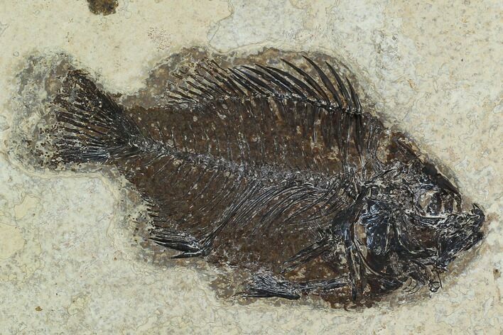 Bargain, Fossil Fish (Cockerellites) - Green River Formation #129675